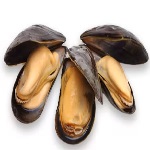 Mussels