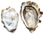 Oysters