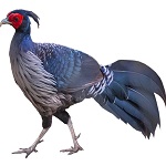 Pheasant