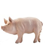 Pork