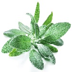 Sage