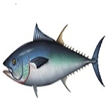 Tuna
