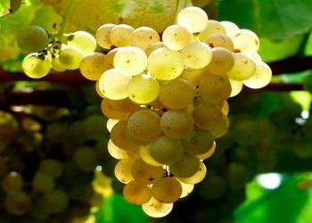 Albariño