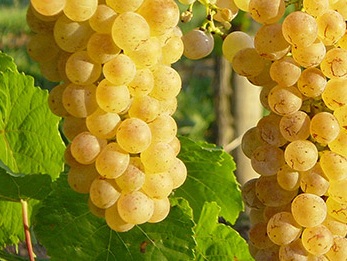 Auxerrois
