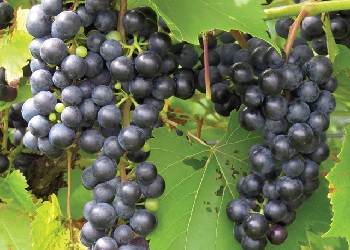 Baco Noir