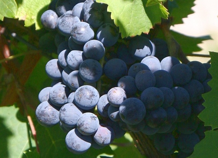 Cabernet Franc