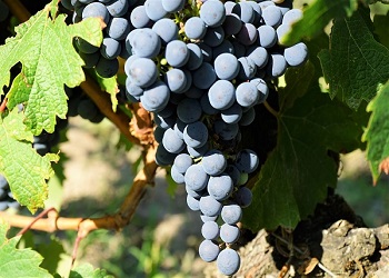 Black Grapes