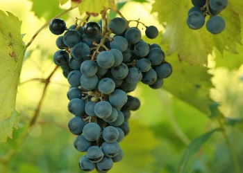 Chambourcin