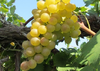 Chardonel