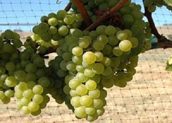 Chardonnay