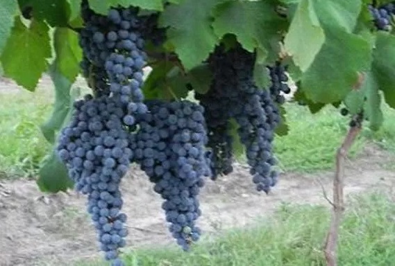 Norton grapes growing in Missouri