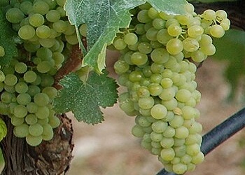 Garnacha Blanca