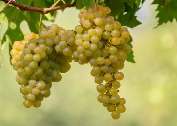 Grillo