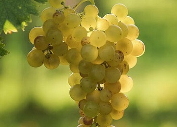 Muscat