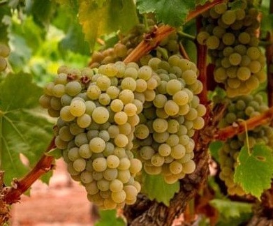 Picpoul