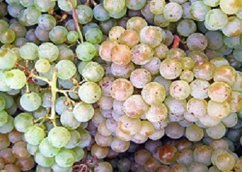 Weissburgunder