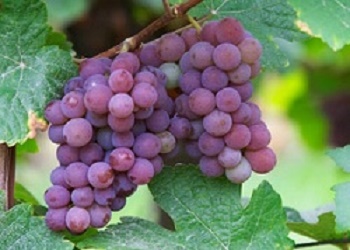 Grauburgunder