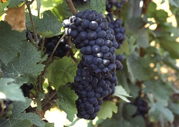 schwarzriesling
