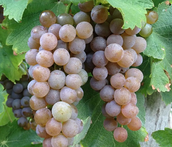 Sauvignon Gris