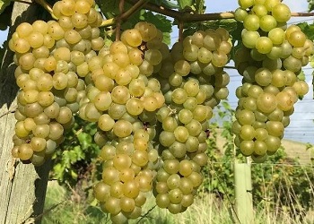 Seyval Blanc