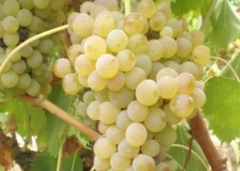 White Grapes