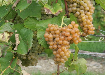 Traminette