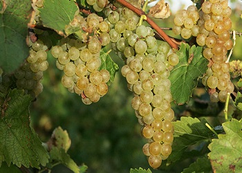 Vidal Blanc