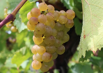Vignoles