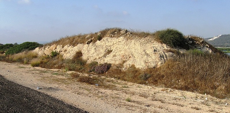 Calcareous sandstone a Route 2 near Zicron jacov