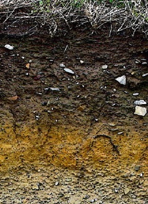 Soil Horizon