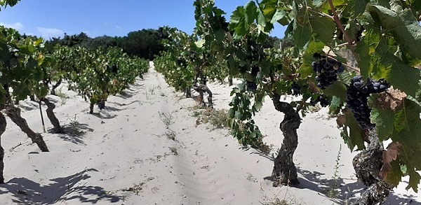 Vineyard on a sandy soil