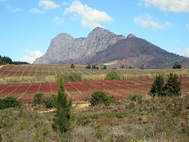 Stellenbosch wine region South Africa