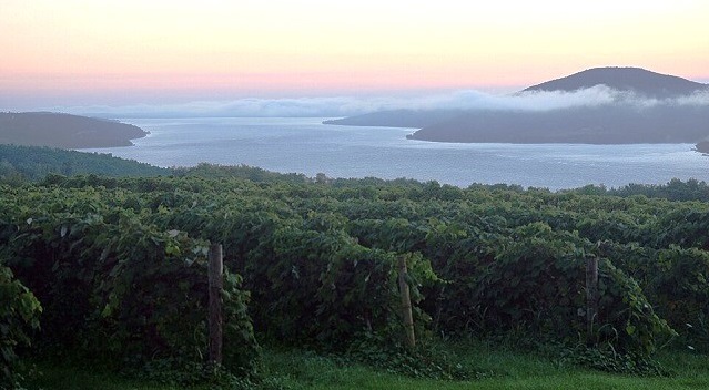 Sunrise overlooking a vineyard in the Finger Lakes
